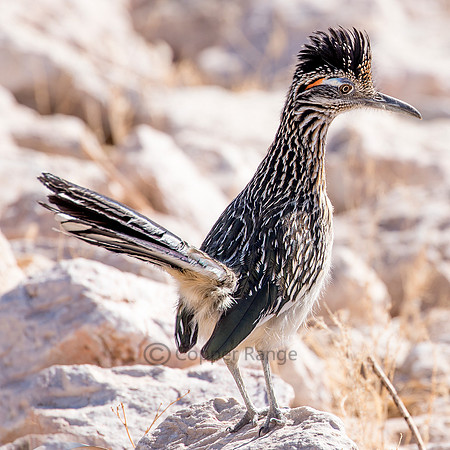 Greater Roadrunner