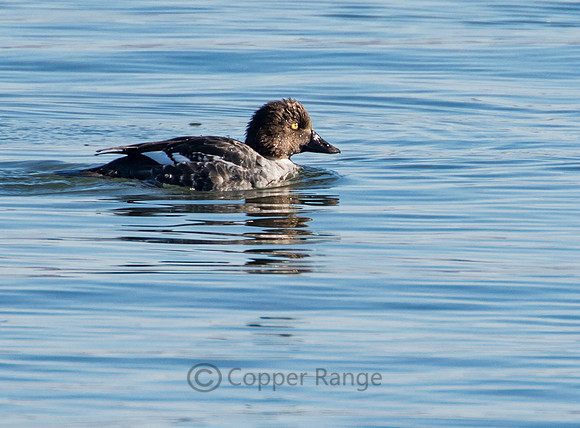 Common Goldeneye - Female