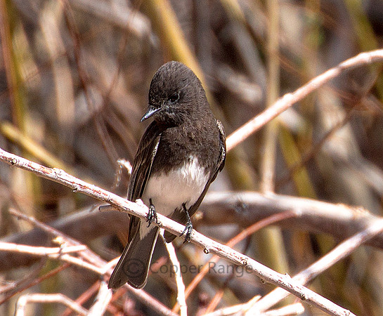 Black Phoebe