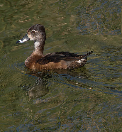 Ring Necked Duck - Female