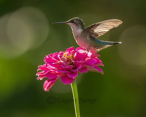 Garden for Wildlife