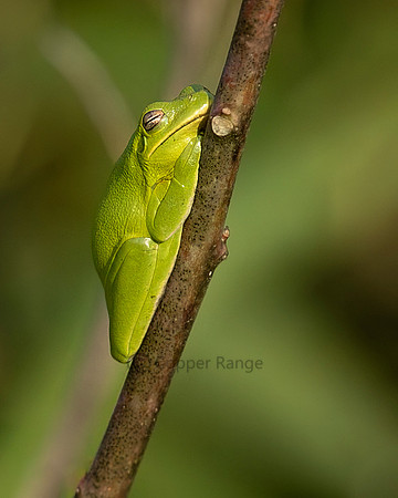 Green Tree Frog