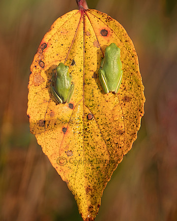 Green Tree Frogs