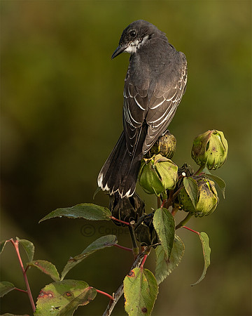 Eastern Kingbird