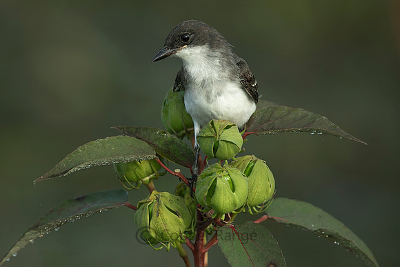 Eastern Kingbird