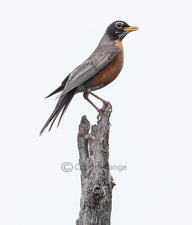 American Robin