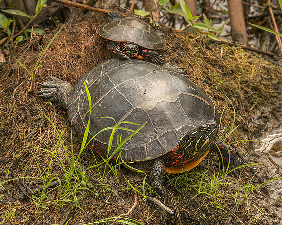 Painted Turtles