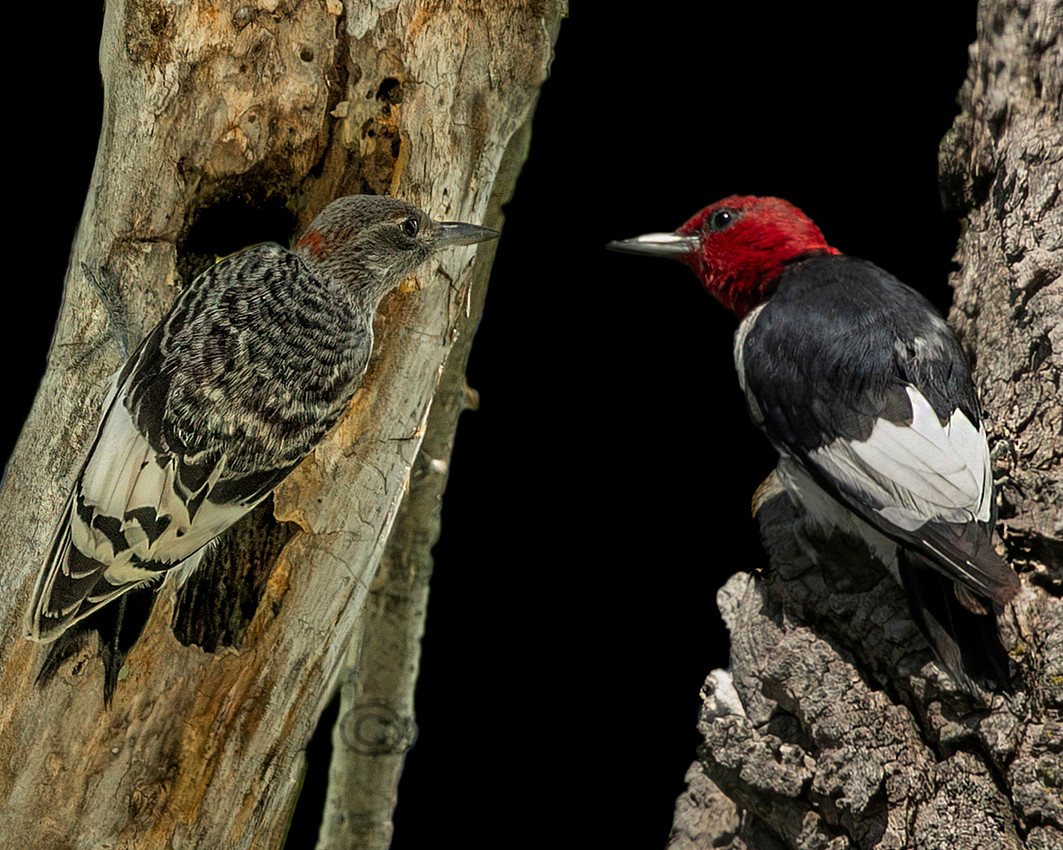 Composite - Juvenile Red-Headed Woodpecker (left) and Adult (right)