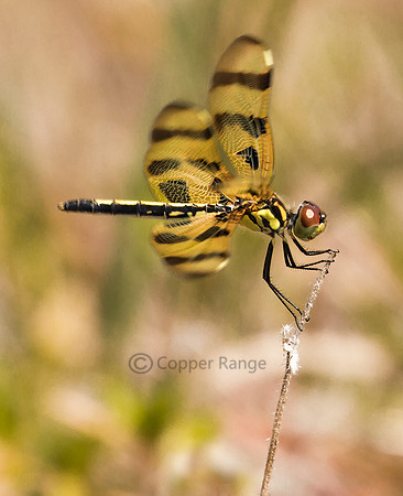 Halloween Pennant Dragonfly