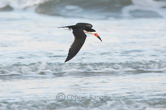 Black Skimmer