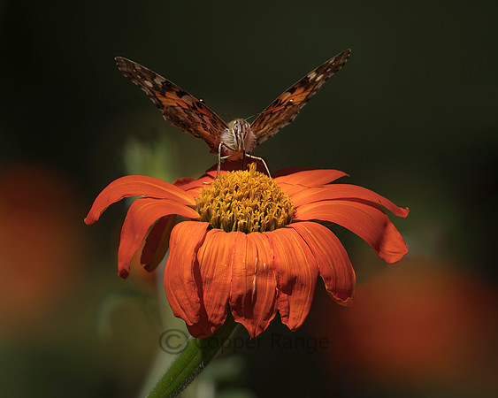 Painted Lady Butterfly