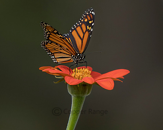 Monarch Butterfly