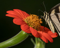 Eastern Tiger Swallowtail