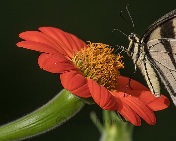 Eastern Tiger Swallowtail