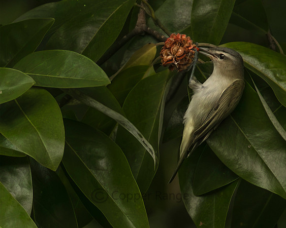 Red-eyed Vireo