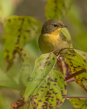 Common Yellowthroat
