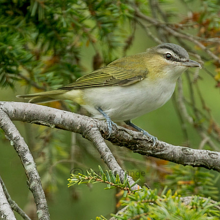 Red-eyed Vireo