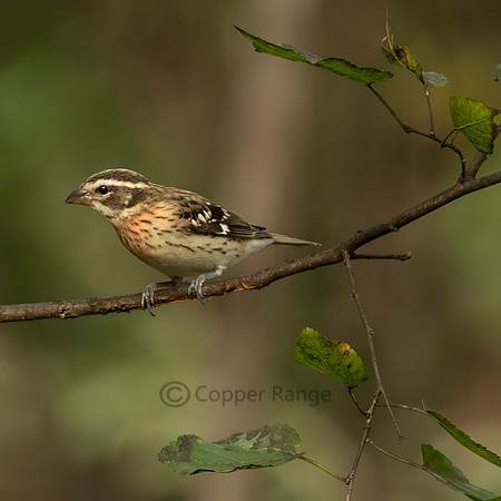 Rose-breasted Grosbeak - Young Male