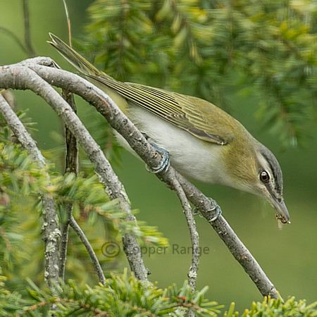 Red-eyed Vireo