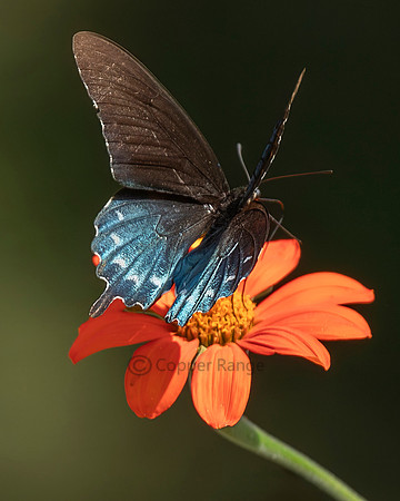 Pipevine Swallowtail