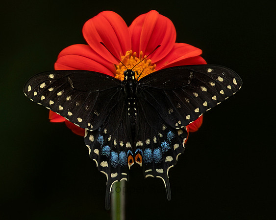 Black Swallowtail