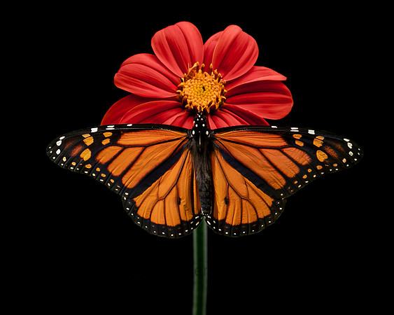 Monarch Butterfly