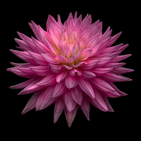 In the pink