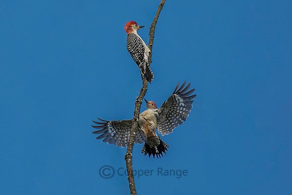 Red-bellied Stand Off