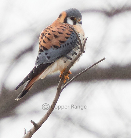 North American Kestrel - Male