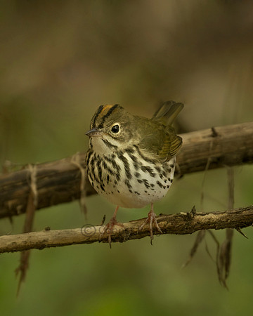 Ovenbird