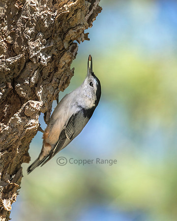 White Breasted Nuthatch