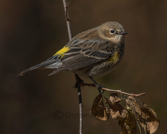 Yellow-rumped Warbler