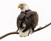 North American Bald Eagle