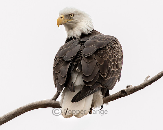 North American Bald Eagle