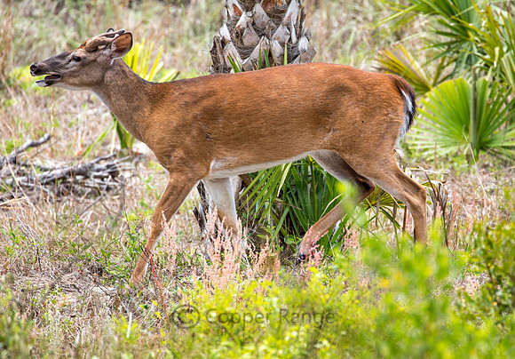 Hilton Head Sub-species of White Tailed Deer