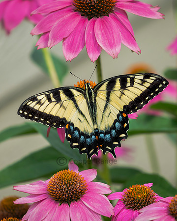 Eastern Tiger Swallowtail
