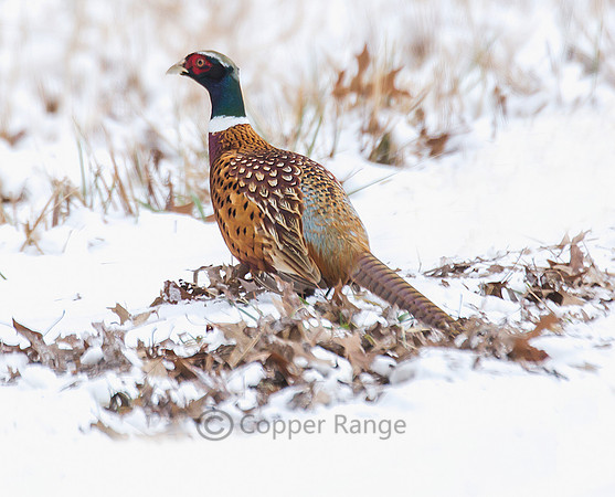Ring Neck Pheasant