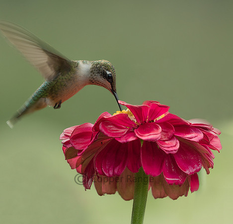 Juvenile Ruby-throated Hummingbird