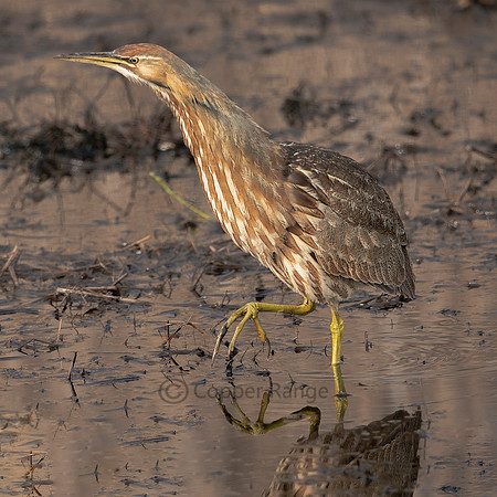 American Bittern