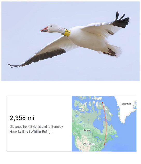 Copper Range | Birds – The Gateway Drug to Conservation