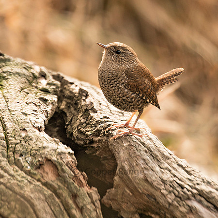 Winter Wren