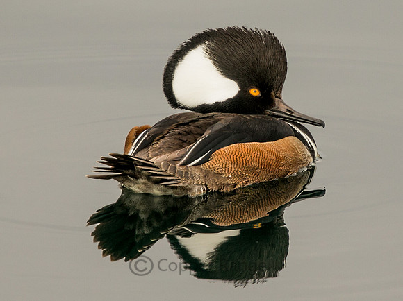 Hooded Merganser
