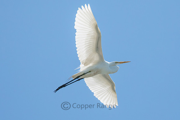 Great Egret