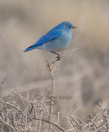 Mountain Bluebird