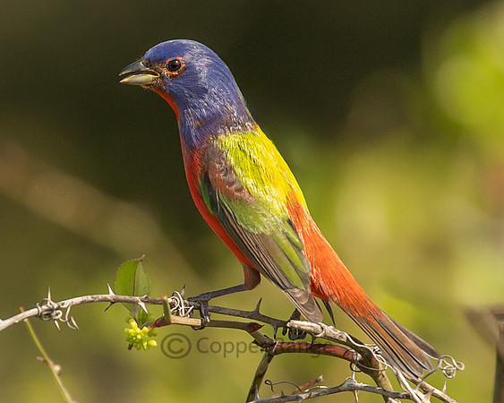 Male Painted Bunting