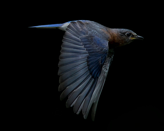 Bring on the Bluebirds