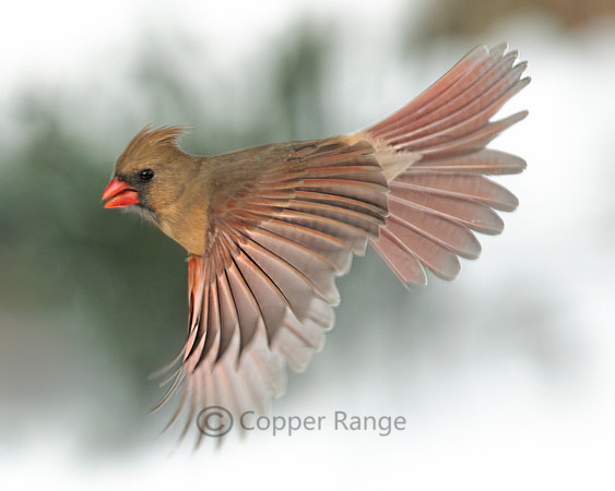 Winter Cardinal