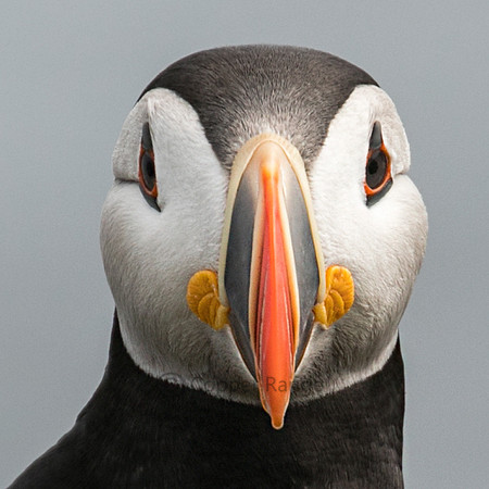 Atlantic Puffin Portrait-1