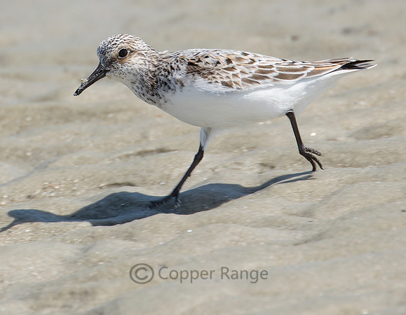 Sanderling