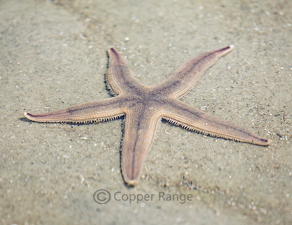 Sea Star
